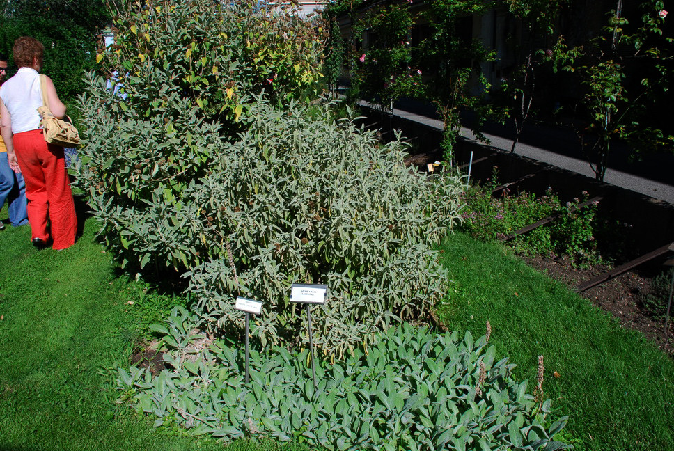 Orto Botanico_013.JPG - SALVIA